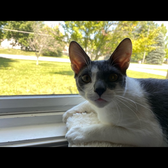 Meet your Posher, Grace - Picture 1 of 1